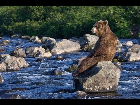 Дикая жизнь Аляски. Первозданная природа