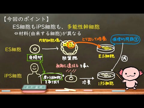 キモタイ科について詳しく解説