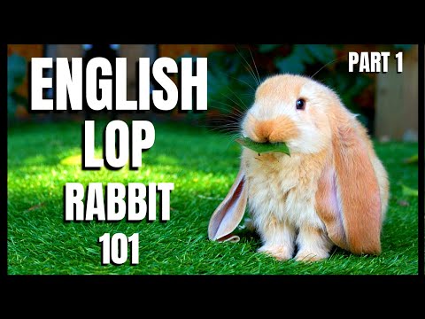 , title : 'English Lop Rabbit 101: Part 1'