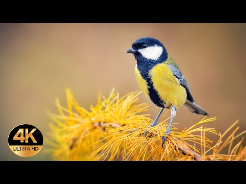 Great tit  (Parus major). Singing birds 4K Ultra HD.