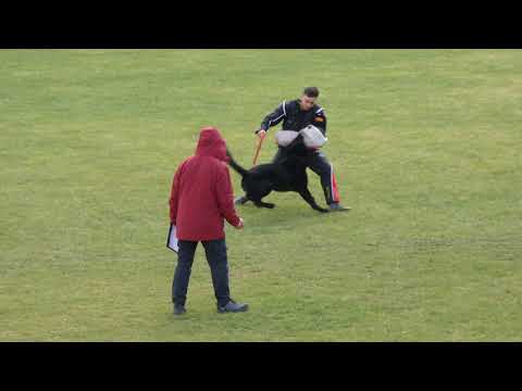 WUSV 2021  SVK 5 - PETER MITTER & QUANTUM AD GÜR  C 90