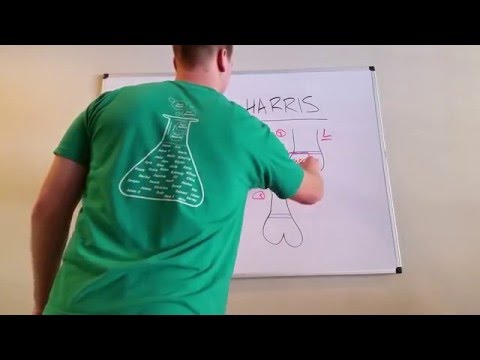 Salter-Harris Fracture Overview with Mnemonic: HIGH YIELD