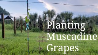 Planting Muscadine Grapes