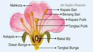 bagian bagian bunga dan fungsinya dalam penyerbukan