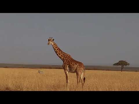 Dear diary, let's go on a safari to Masai Mara, Kenya! | VLOG | Vedanshi Vala