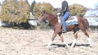 preview picture of video 'Skip The Paint, chestnut 2008 Half Arabian gelding , 10th ride'