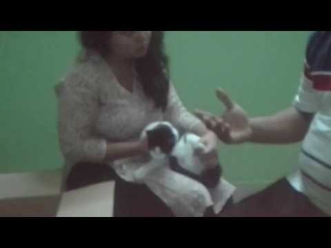 Pregnant Cat Post Partum Follow up discussion @ Dr. Sagir's Pet Clinic & Research Center 01912251312