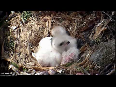 05_02_19_Red tailed Hawk - The third chick is here