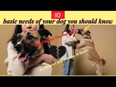 10 basic needs of your dog you should know / Every Dog Owners must know these facts / Did you know?