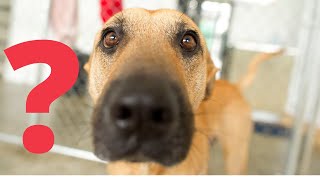 Cachorros, Gatos e Pets Divertidos e Engraados. Lindos Pets - Parte #9