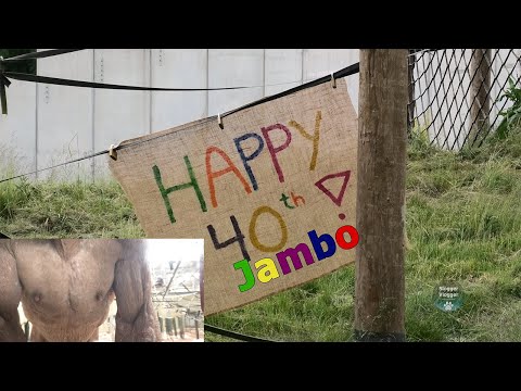 Sloppy Kiss From Jambo On His 40th Birthday  - The Hairless Chimp