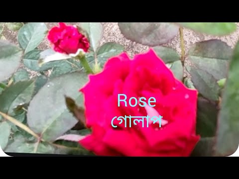 flower tree plantation at home