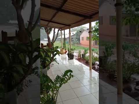 Brasil, Paraná, Centenário do Sul e muita chuva #agro