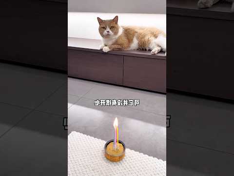 Koko merasa sedih dihari ulang tahun nya 🥹 #shorts #kucing