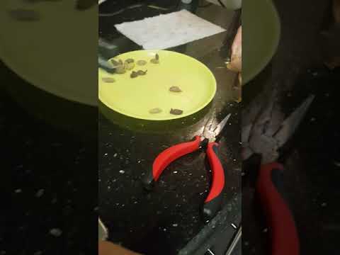 Grow olive tree from seed from supermarket bought olives