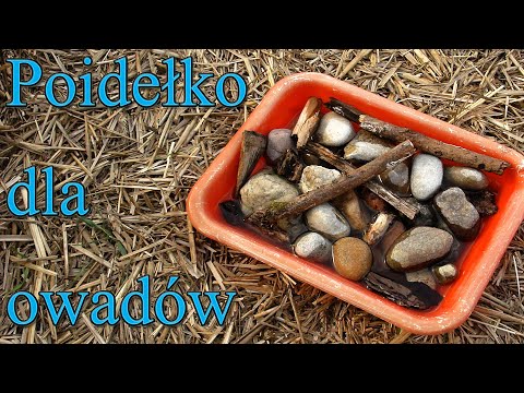 Poidełko dla owadów - najprostsze