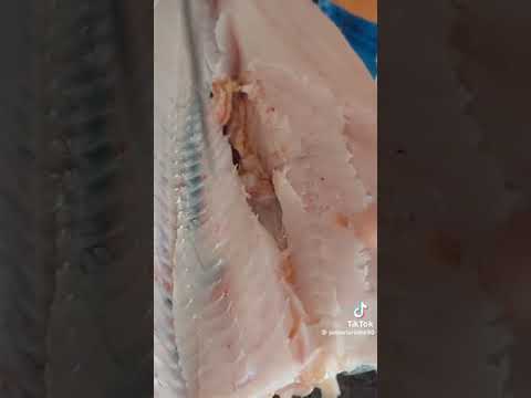 Traira cheia de verme na carne muito cuidado , Como fazer filé  traria retirar os vermes