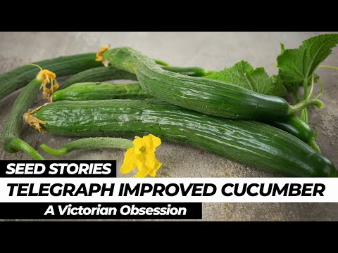 download lagu mp3 mp4 English Cucumber Name, download lagu English Cucumber Name gratis, unduh video klip English Cucumber Name