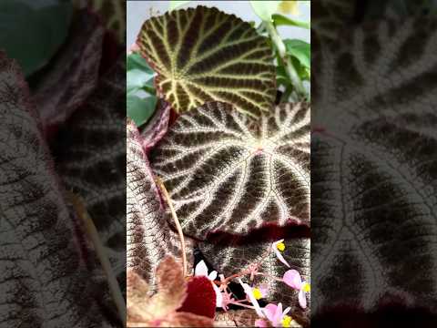 secret exotic plant garage in Taiwan - episode trailer