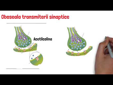 Admitere medicina: Episodul 4, Sinapsa si reflexul