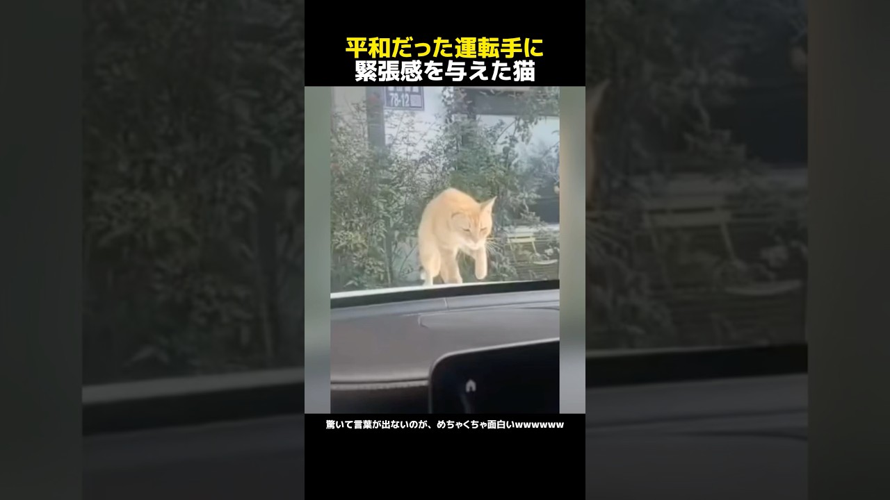 平和だった運転手に緊張感を与えた猫