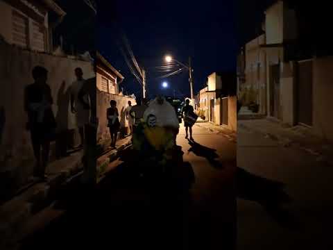 urso cachorro louco nas ruas de São José dos Ramos