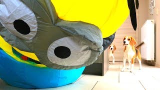 Dogs Vs Minion Toys Dave and Stuart : Cute Beagle Dogs Louie & Marie