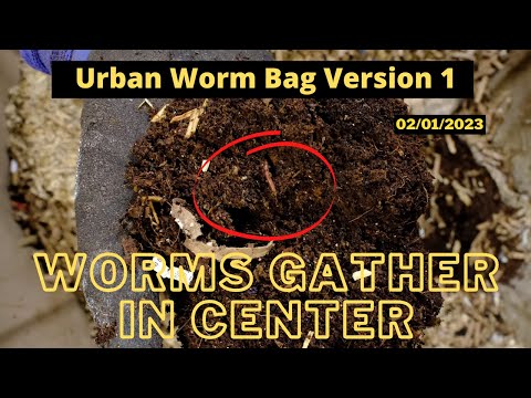 Urban Worm Bag Version 1 - African Nightcrawlers ALIVE!!  2/1/2023