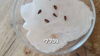 איך מנביטים ומכינים שתילים של תפוח עץ ולימון מגרעינים (גרסה מלאה)