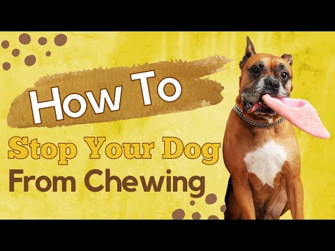 How To Stop My Dog From Chewing Things In The House - 8 Simple Tips