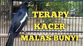 Download lagu suara BURUNG KACER gacor sangat ampuh untuk pancingan Kacer malas bunyi mp3 Download lagu suara BURUNG KACER gacor sangat ampuh untuk pancingan Kacer malas bunyi mp3