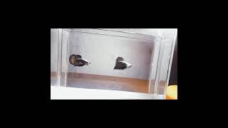 Download lagu Story WA Koleksi ikan cupang milik saya mp3