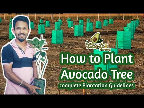 How to plant Avocado Tree | Indian Avocado Nursery| Hass Avocado farming In India | Grafted Avocado