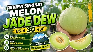 Review Melon Jade Dew 30 HSP: Trik 1 Polibag 2 Tanaman di Dataran Tinggi! 🍈🍈🍈