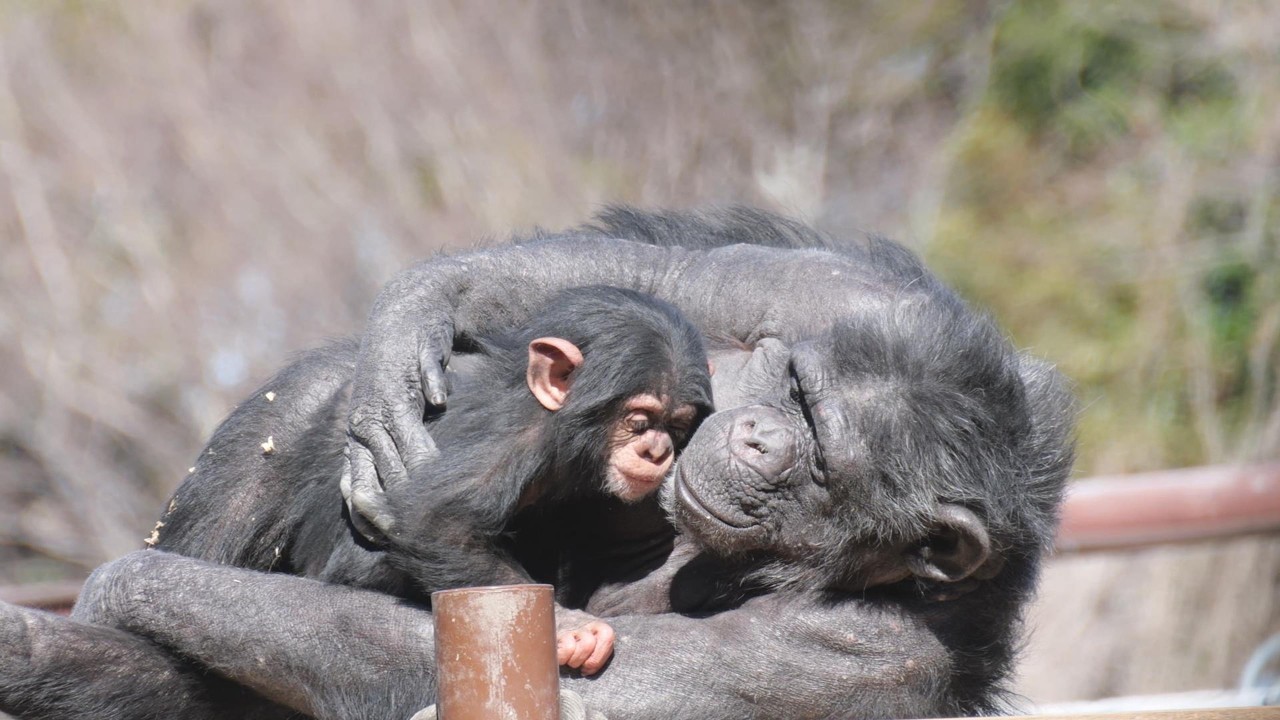 ムクとマルタの日向ぼっこ　のんほいパーク　チンパンジー　202603