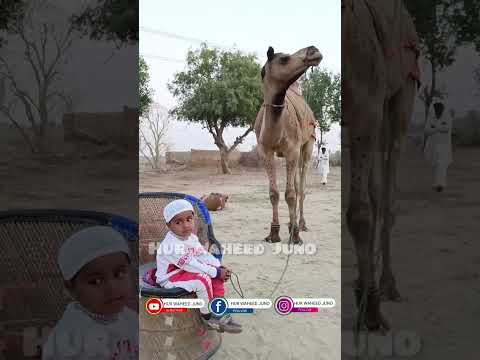 Camel by my son Ahmed Raza enjoy and happy Animal #abdulhaq  Camel#dinmuhammad Thar#adisameena