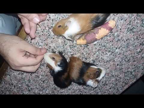YouTube video about: Can guinea pigs eat sweet potatoes?