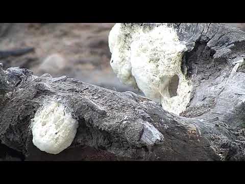 Djuma: Frog foam nests-one has been opened up - 12/17/19