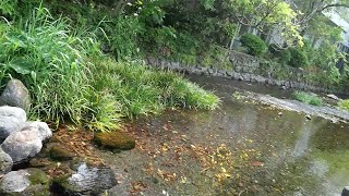 2025_05_08三島市　初夏の源兵衛川を歩く[水量が激減し川底が見える清流].wmv