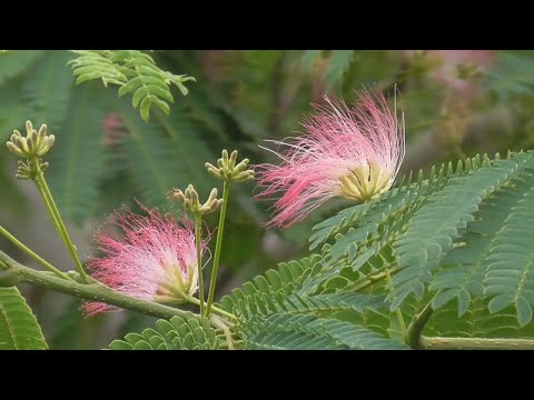 ネムノキ、眠っている木 植物