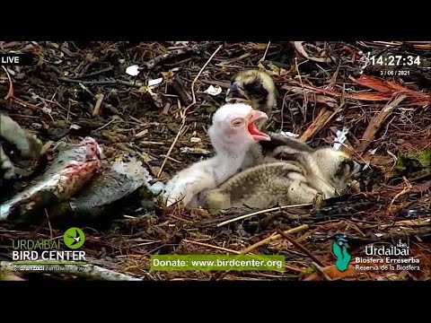 Short, sad life of albino Osprey chick JUNE 2021 ~ ©UrdaibaiBirdCentre,BasqueCountry
