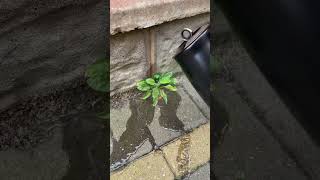 We can&#39;t believe this actually works 🤩 Kill your weeds without any nasty chemicals | HACKS