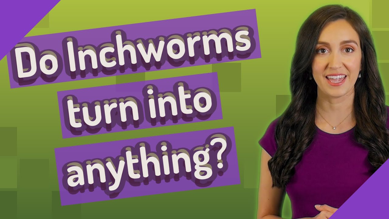 Do Inchworms turn into anything?