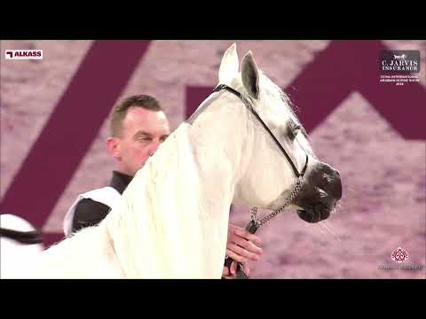 N 308 TM GALILEAH   Doha International Arabian Horse Show 2024   Mares 7 10 Years Old Section B Clas