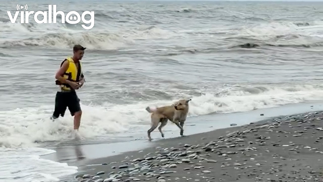 Lifeguard Pulls a Drowning Dog to Shore || ViralHog