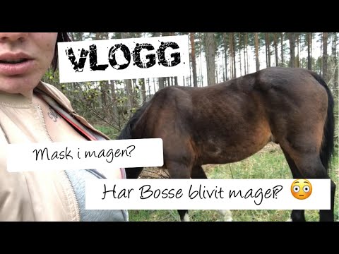 Har Bosse blivit mager? Mask i magen? | vlogg