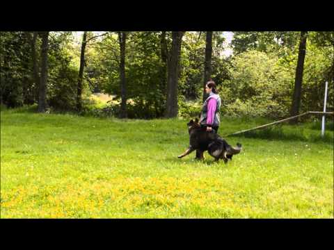 Cheynne z Jukasu (12měs.) poslušnost