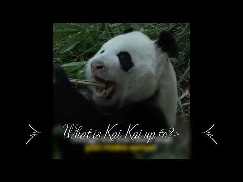 Kai Kai 15 birthday 14092022