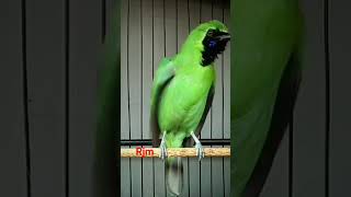 Download lagu masteran cucak ijo bongkar isian #cucakijojamtrok @sahabatmurai4548 mp3