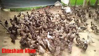 preview picture of video 'Buy order duck || 2 month old duck || batak palan kaise kre'